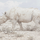 Image: Maroesjka Lavigne / Sony World Photography Award
